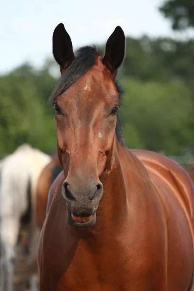 Barna ló fúj egy málna — Stock Fotó