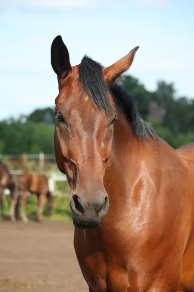 Beautiful bay horse portrait — Stock Photo, Image