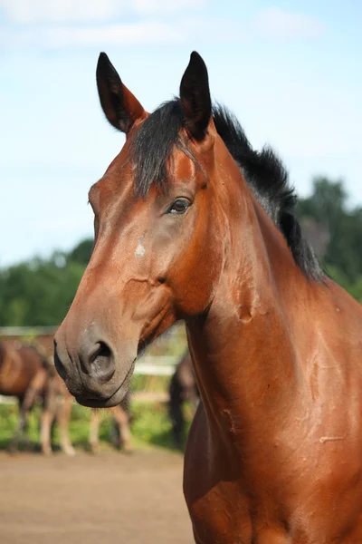 Belo retrato de cavalo baía — Fotografia de Stock