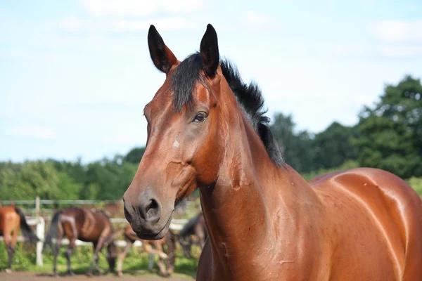 Beautiful bay horse portrait — Stock Photo, Image