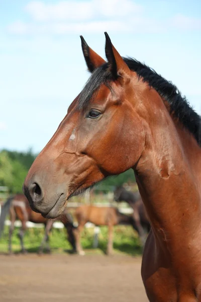 Mooie baai paard portret — Stockfoto