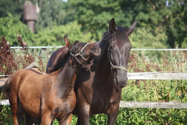 Potro marrom nuzzling sua mãe — Fotografia de Stock