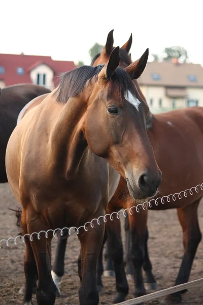 Brown horse standing behind the electric fence — Stock Photo, Image