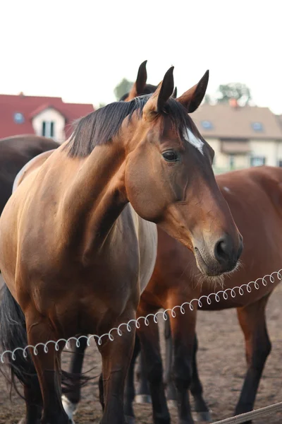 Caballo marrón parado detrás de la cerca eléctrica — Foto de Stock