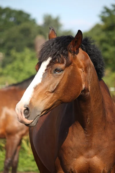 Beautiful bay horse portrait — Stock Photo, Image