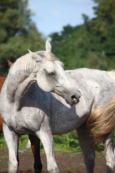 Vita hästen stående på betet — Stockfoto