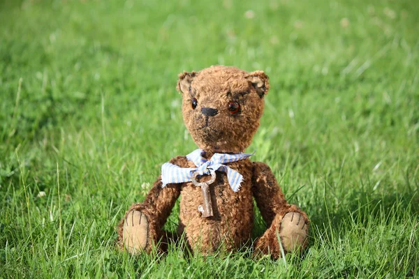Cute brown teddy bear in the garden — Stock Photo, Image