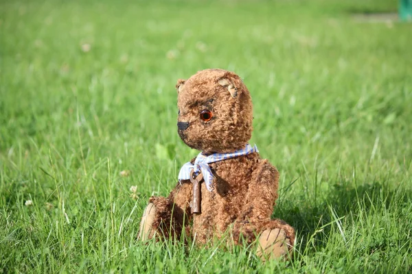 Cute brown teddy bear in the garden — Stock Photo, Image