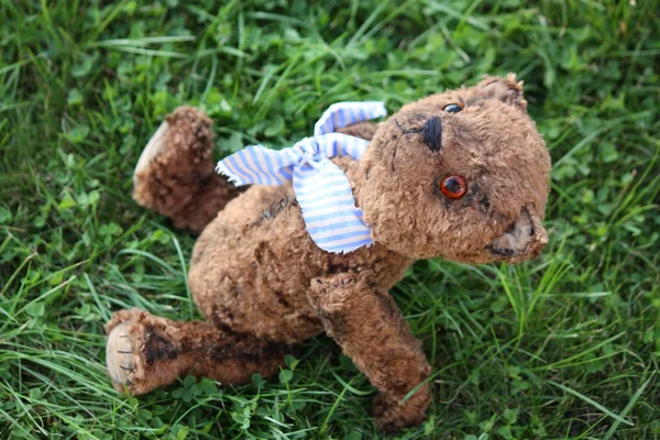 Mignon ours en peluche brun dans le jardin — Photo