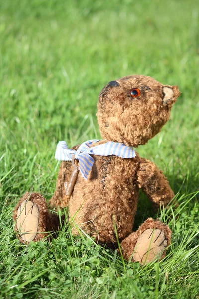 Cute brown teddy bear in the garden — Stock Photo, Image