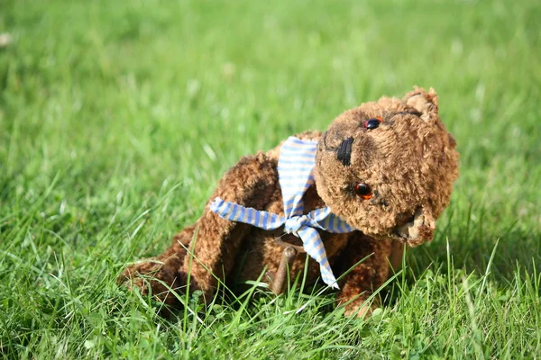 Cute brown teddy bear in the garden — Stock Photo, Image