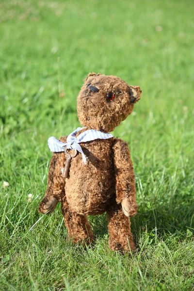 Cute brown teddy bear in the garden — Stock Photo, Image