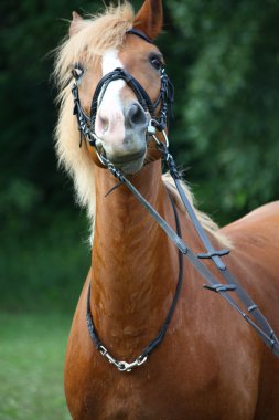 Palomino midilli dikey, dizgin