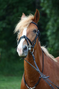 Palomino midilli dikey, dizgin