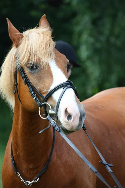 Palomino retrato de pony con brida —  Fotos de Stock