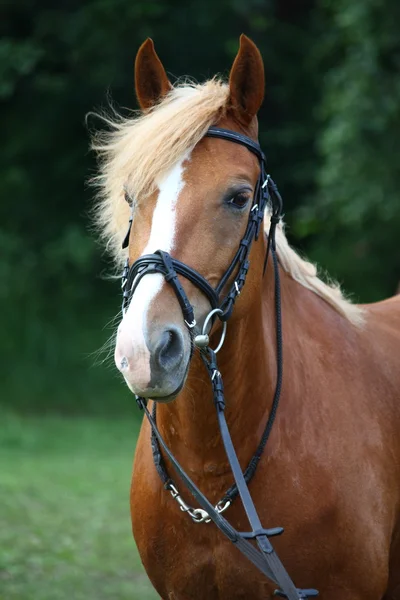 Palomino pony portrait with bridle — Stock Photo, Image