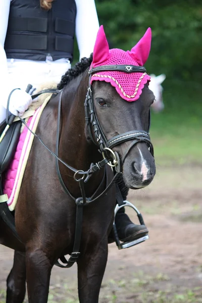 Porträt eines schwarzen Ponys während eines Pferdewettbewerbs — Stockfoto