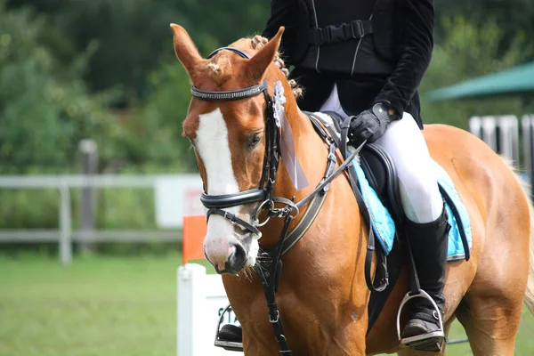 Palomino kucyk portret podczas konkurencji jeździeckich — Zdjęcie stockowe
