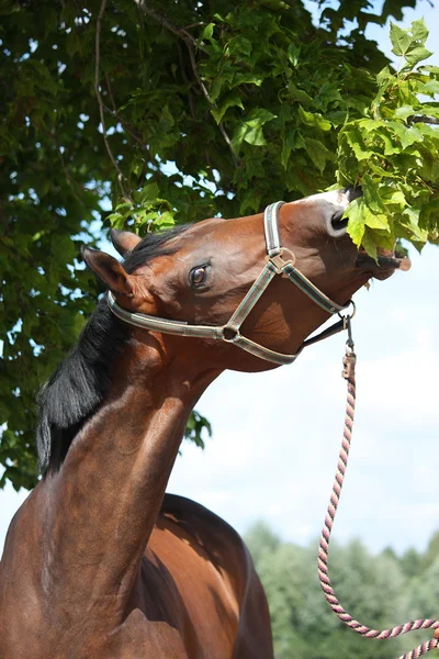 Baía raça letã cavalo comendo folhas de árvore — Fotografia de Stock