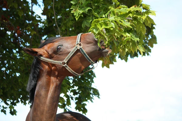 Um cavalo pulando uma cerca em um prado