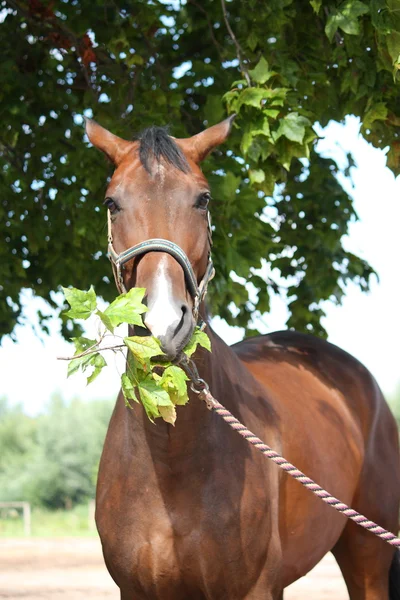 Bay latvian breed horse eating tree leaves — Stock Photo, Image