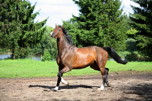 Baía cavalo trote no prado — Fotografia de Stock