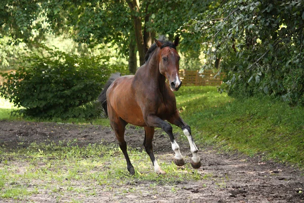 Baie cheval galopant librement dans la prairie — Photo