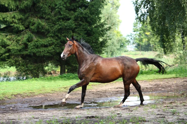 Baie cheval galopant librement dans la prairie — Photo