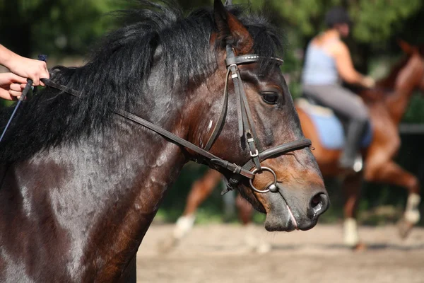 Caballo de bahía con retrato de brida — Foto de Stock