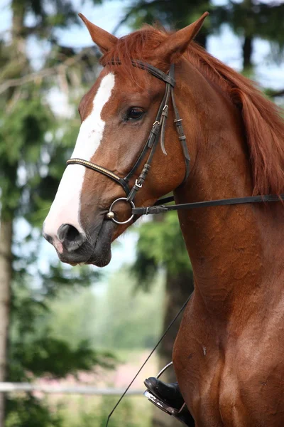 Retrato de cavalo castanho com freio — Fotografia de Stock