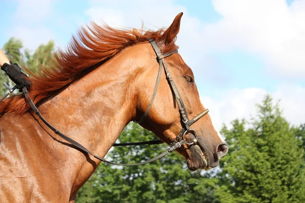 Retrato de caballo castaño con brida — Foto de Stock