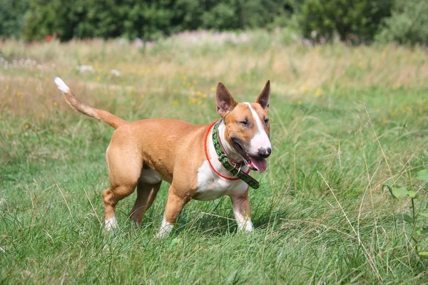 Rosso e bianco inglese bull terrier a piedi sul campo — Foto Stock