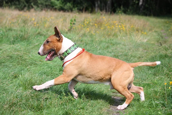 Red and white bull terrier in esecuzione sul campo — Foto Stock