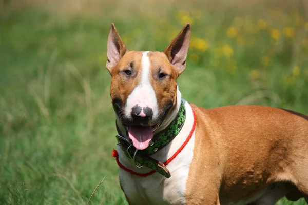 Vänliga röda och vita bullterrier porträtt — Stockfoto