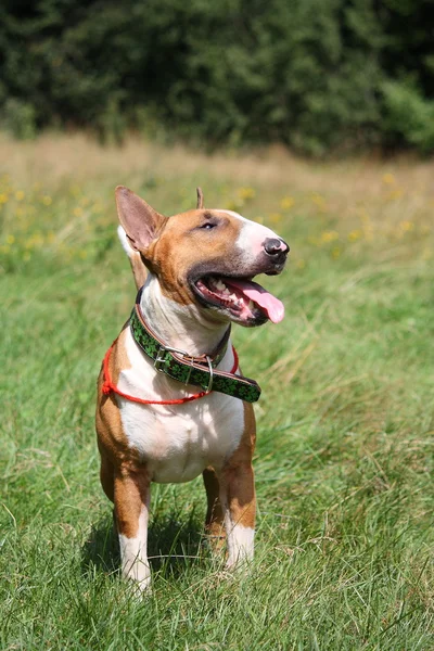 Röd och vit engelsk bullterrier promenader på fältet — Stockfoto