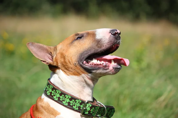 Friendly red and white bull terrier portrait — Stock Photo, Image