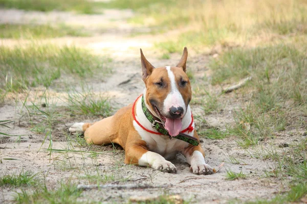 Friendly english bull terrier resting on the ground — Stock Photo, Image