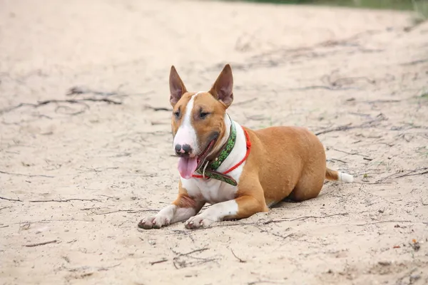 Friendly english bull terrier resting on the ground — Stock Photo, Image