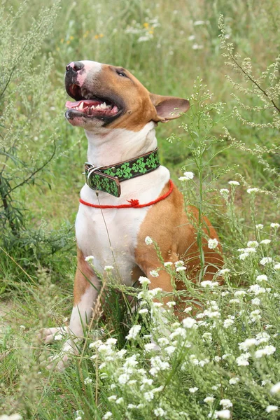 Red and white english bull terrier sitting on the field — Stock Photo, Image