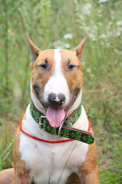Red and white english bull terrier sitting on the field — Stock Photo, Image