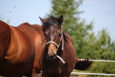 kahverengi sevimli yavru portre yaz