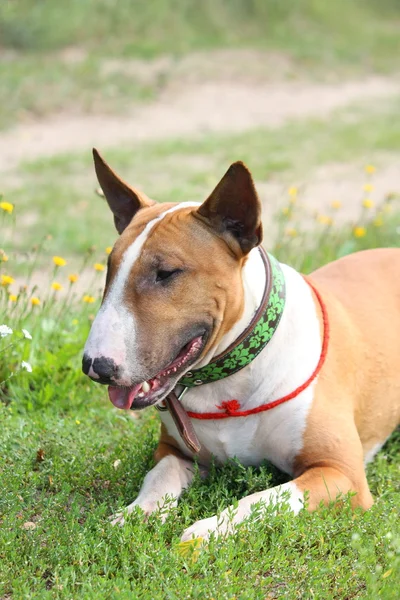 Friendly english bull terrier resting on the ground — Stock Photo, Image