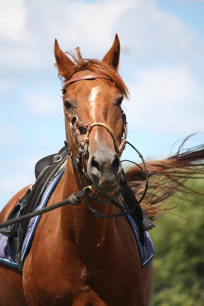 Retrato de cavalo castanho com freio — Fotografia de Stock