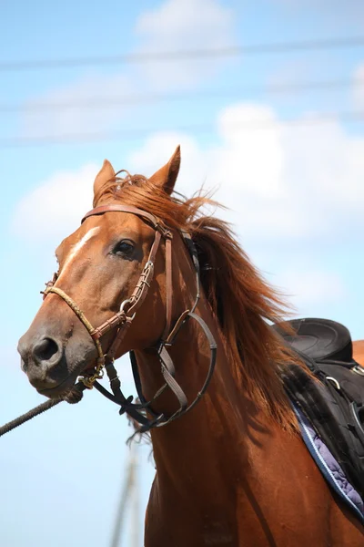 Retrato de cavalo castanho com freio — Fotografia de Stock