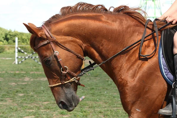 Άλογο κάστανο πορτρέτο με χαλινάρι — Φωτογραφία Αρχείου