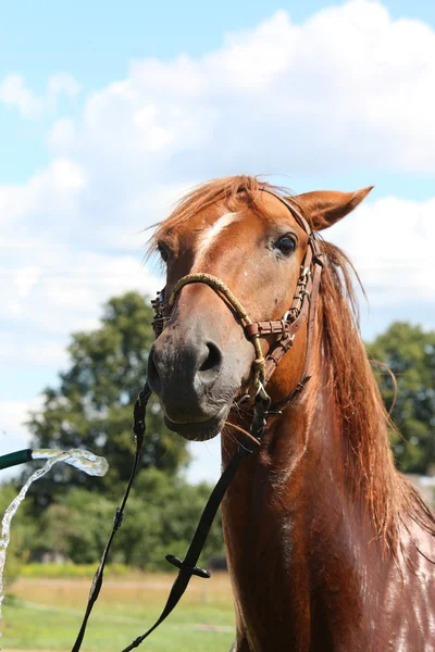 Gesztenye ló, hogy mosni a tömlőt — Stock Fotó