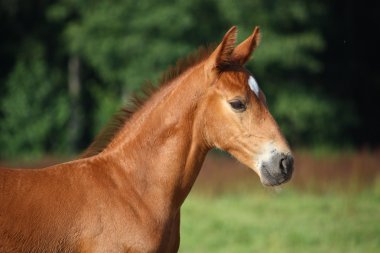 Yaz aylarında kestane tayı güzel portre