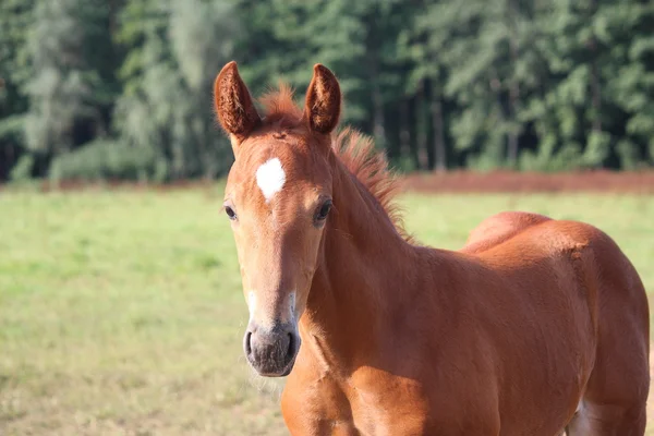 Beautiful chestnut foal portrait in summer — Stock Photo, Image