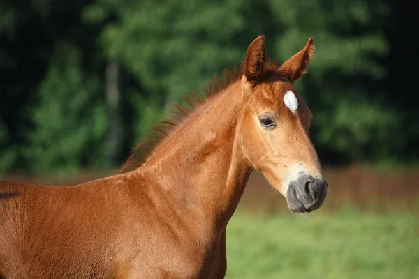 Όμορφη καστανιάς foal πορτρέτο το καλοκαίρι — Φωτογραφία Αρχείου