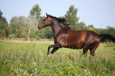 Mera dörtnala güzel defne at